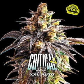 Critical +2 XXL Auto > BSF Seeds